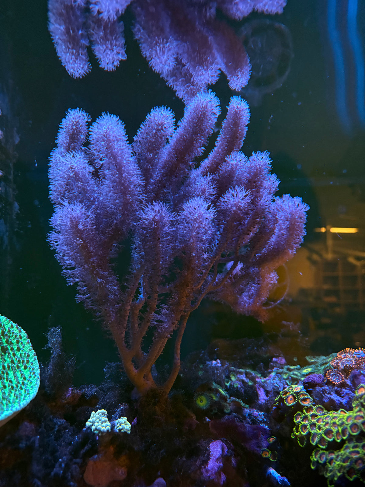 Gorgonian