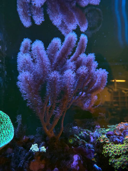 Gorgonian