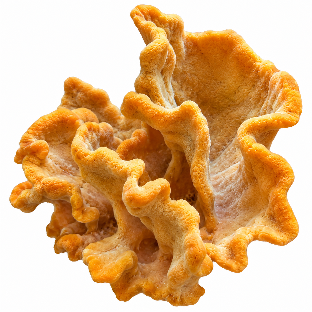 Sponges