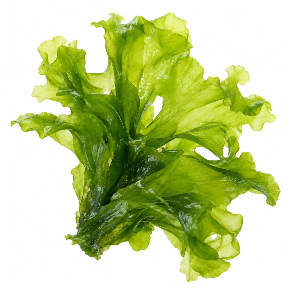 Green Macroalgae