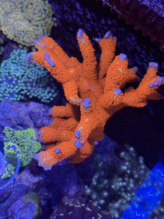 Bubblegum Digitata