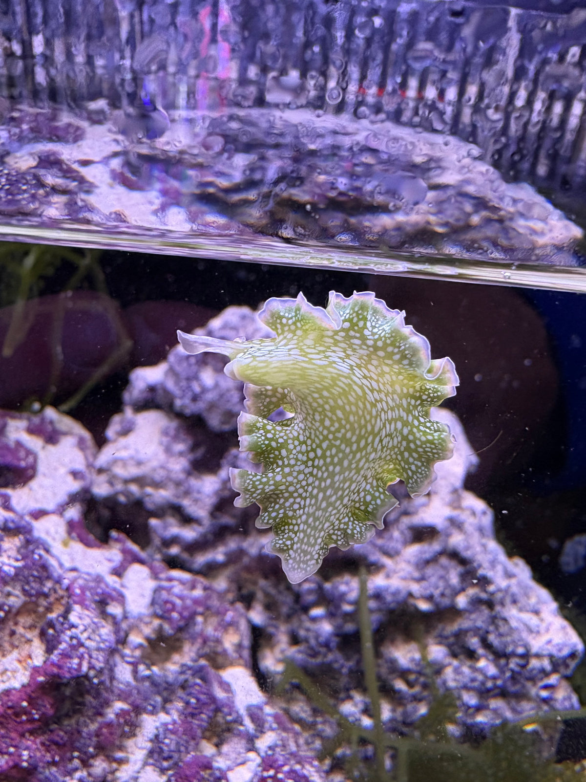 Lettuce Nudibranch