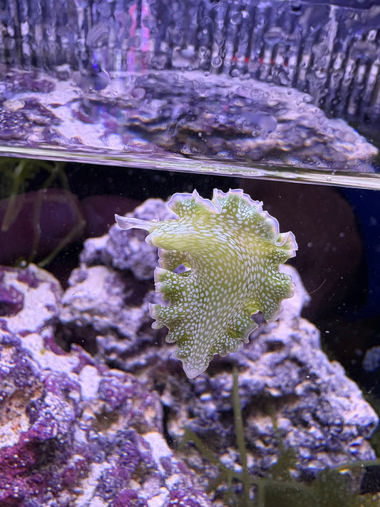 Lettuce Nudibranch