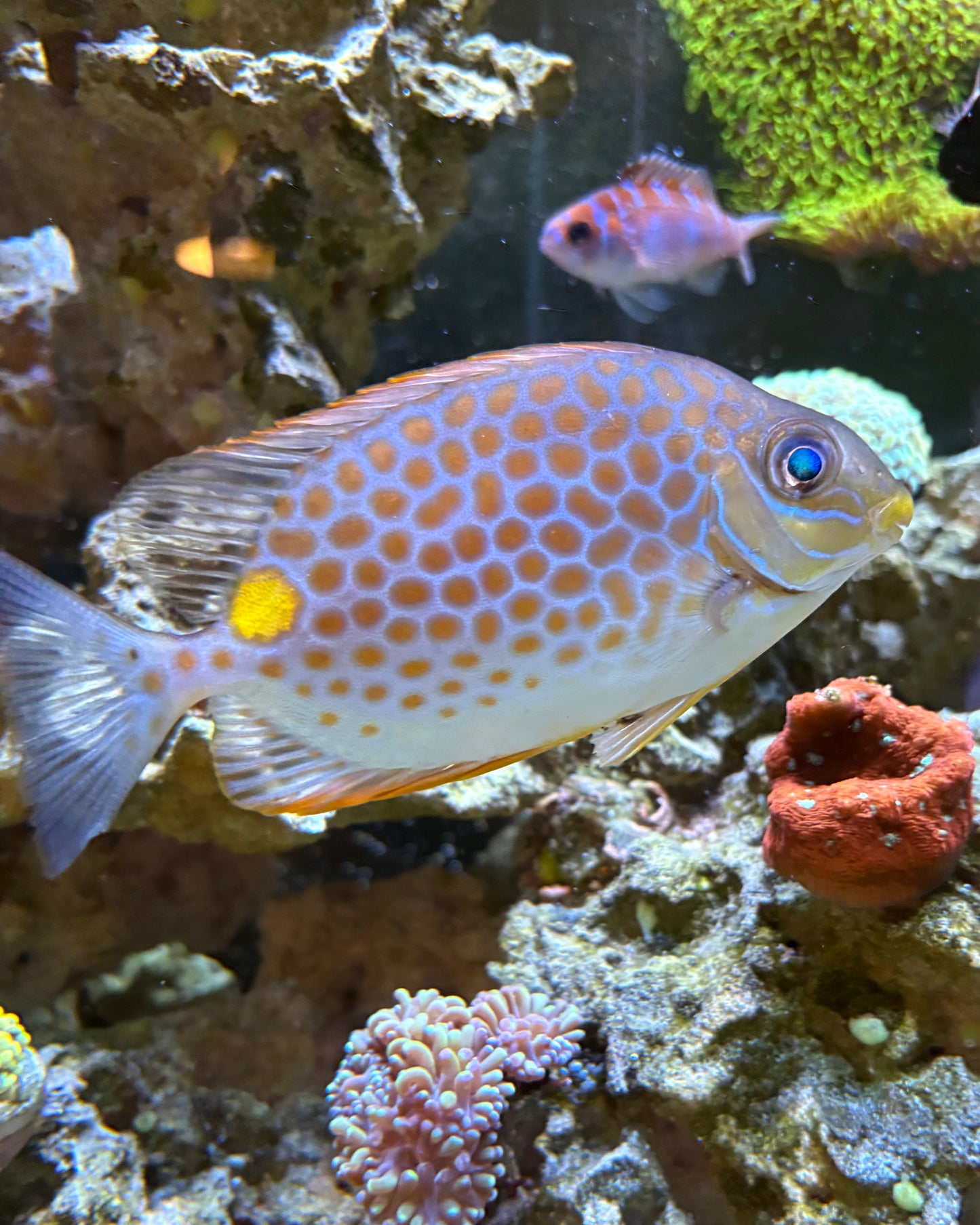 Orange Spotted Rabbitfish