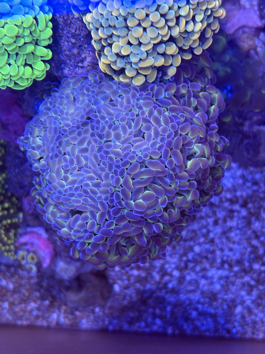 Vivid Hologram Hammer