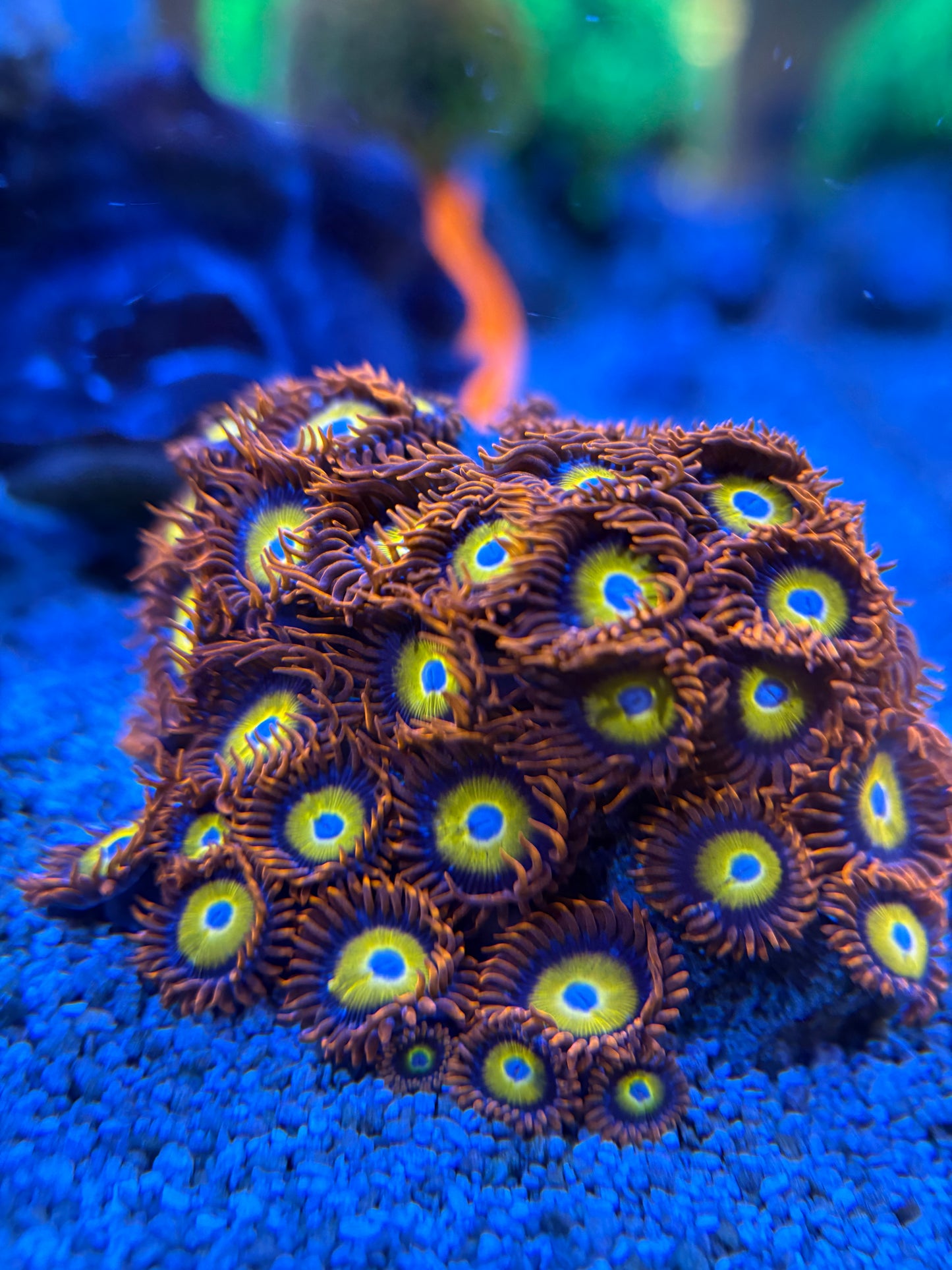 Fruit Loop Zoas