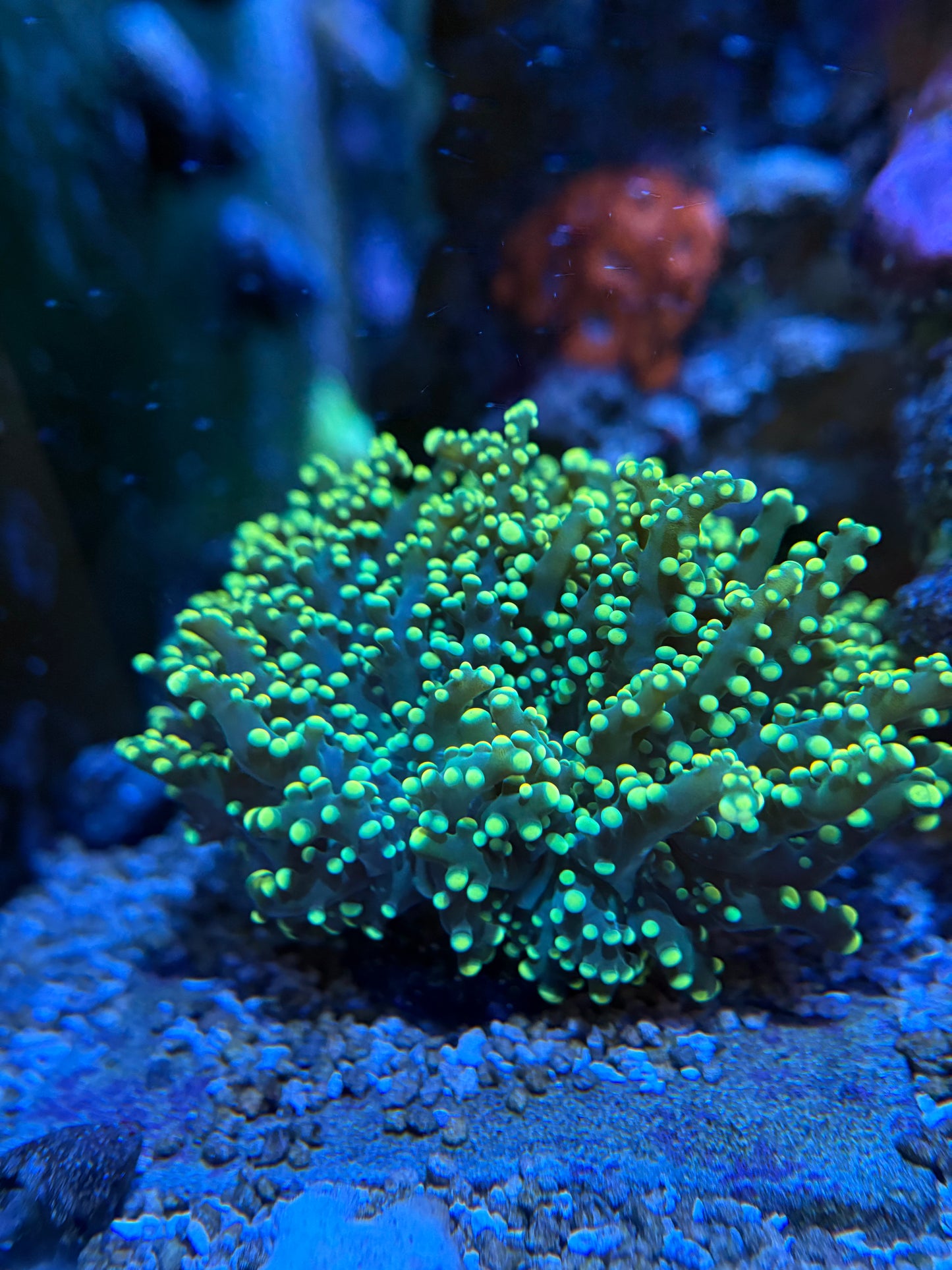 Neon Kelp Octospawn