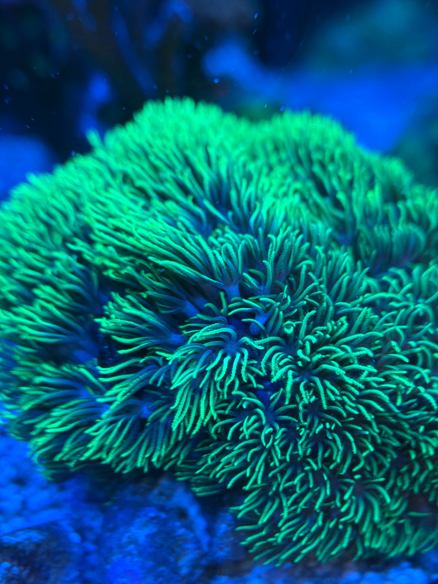 Green Star Polyps (GSP)