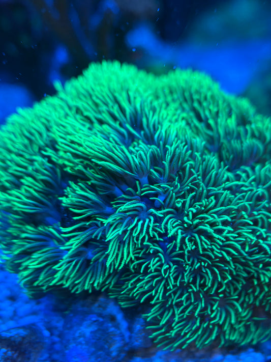 Green Star Polyps (GSP)