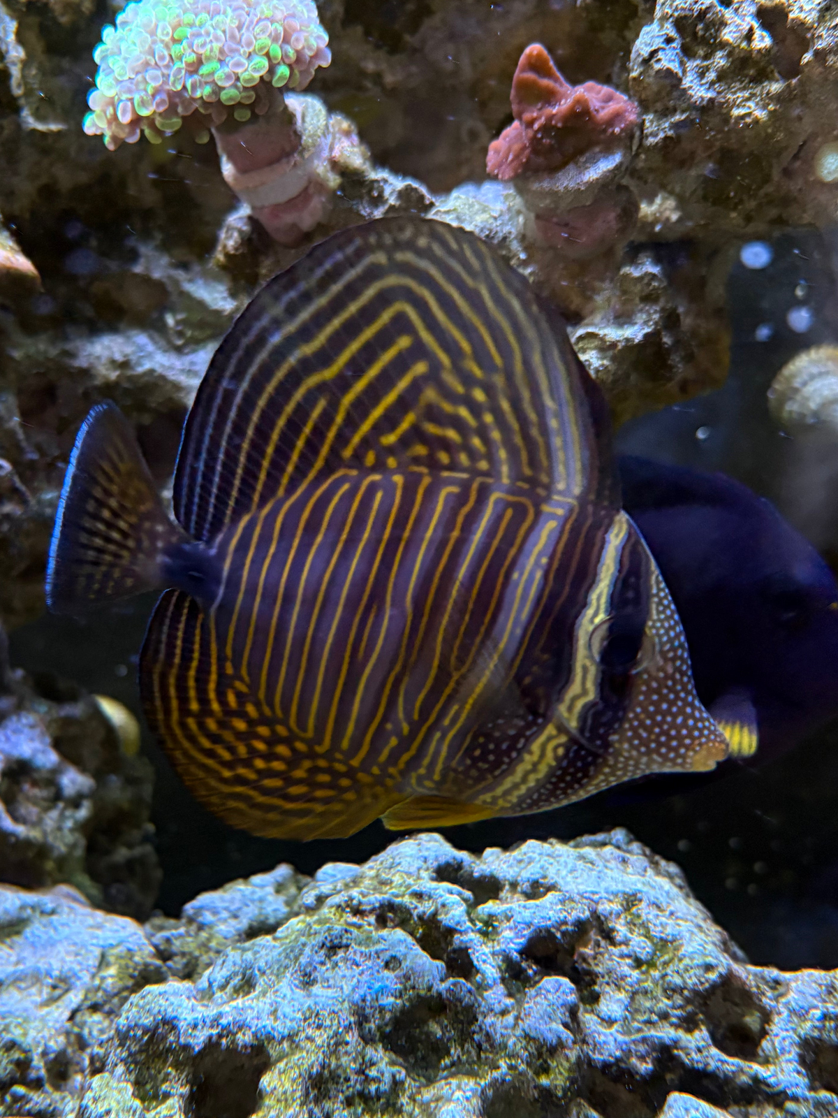 Desjardinii Sailfin Tang