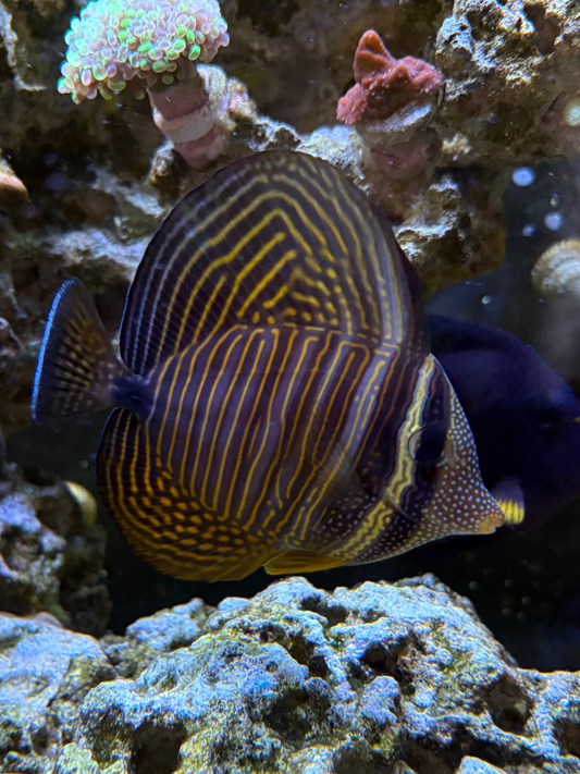 Desjardinii Sailfin Tang