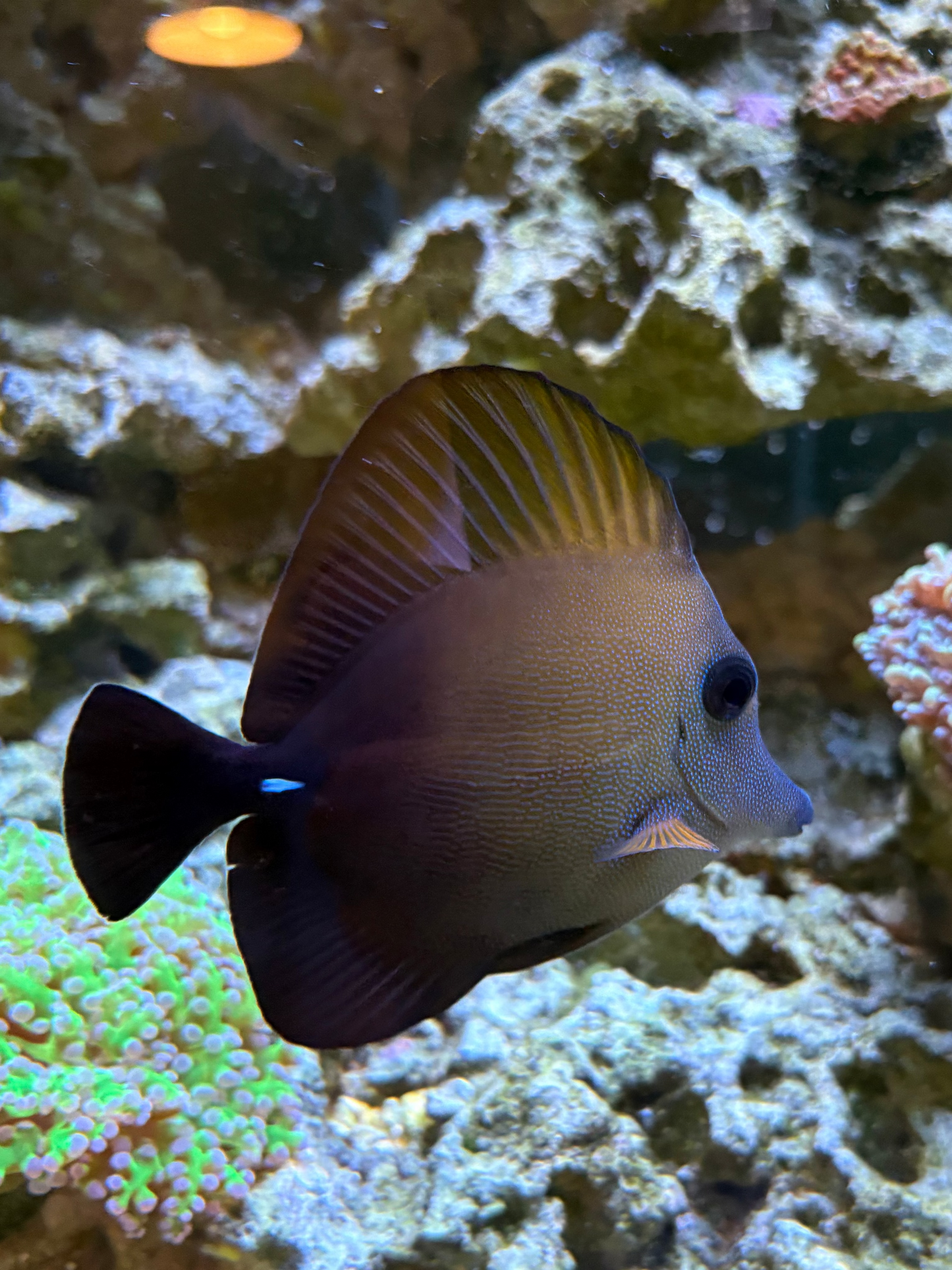 Scopas Tang