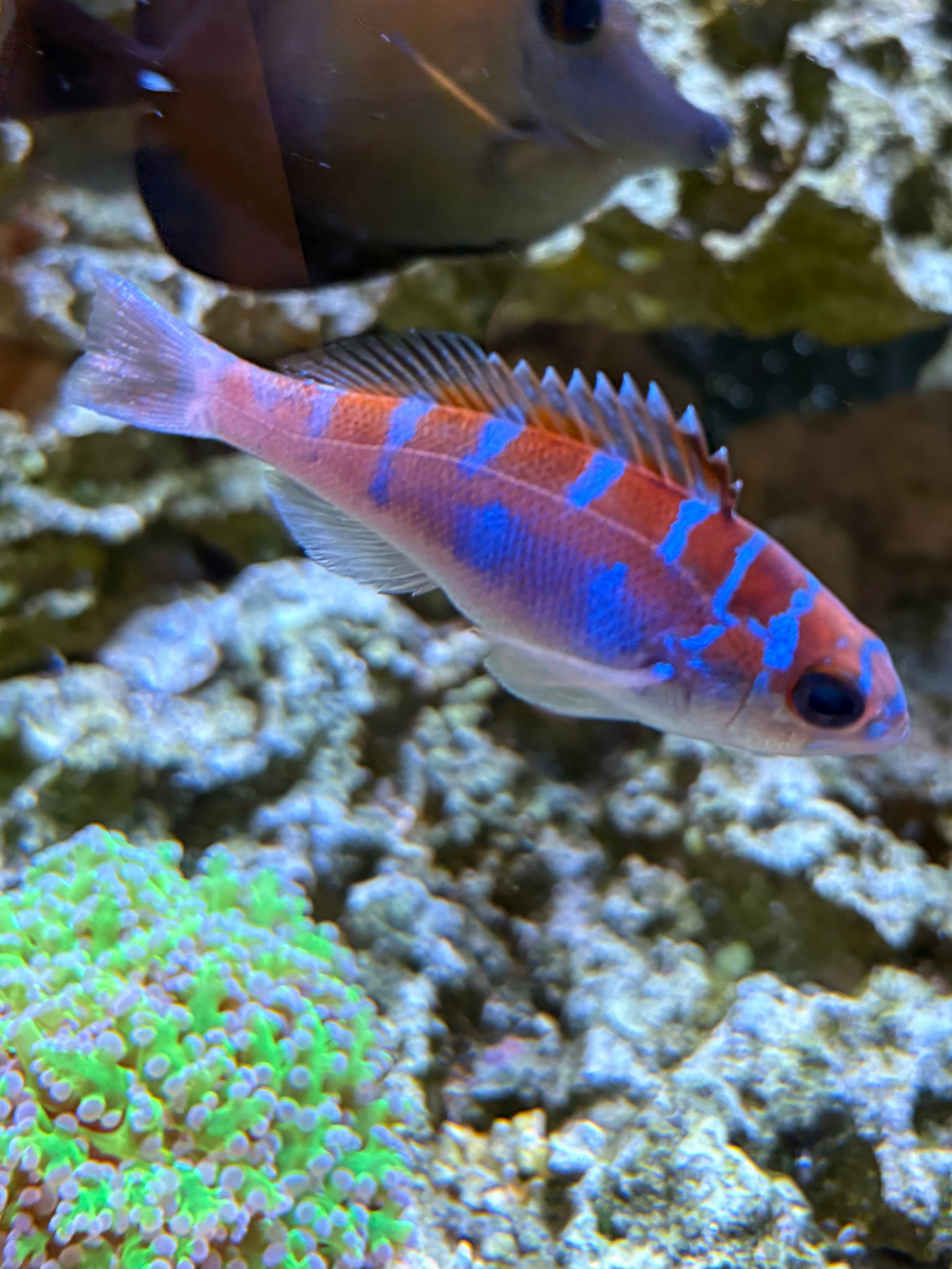 Chalk Basslet