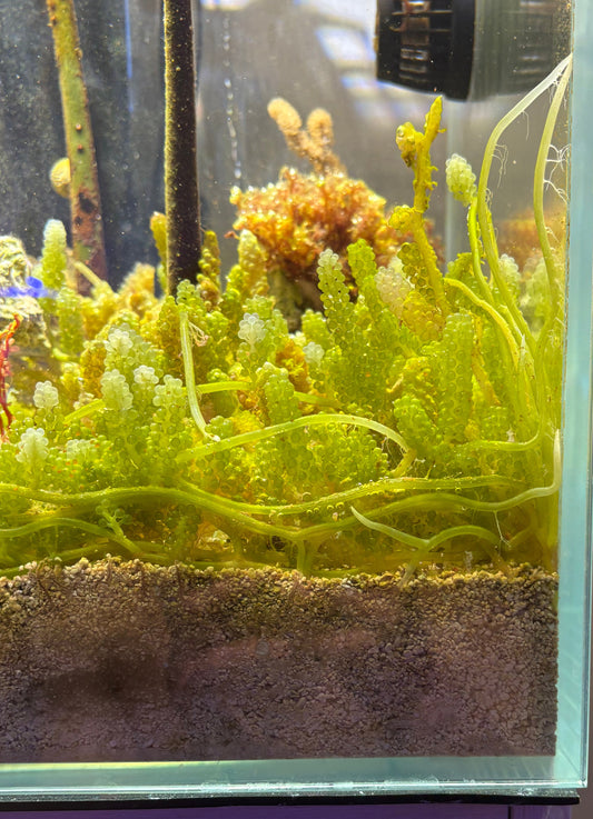 Chaetomorpha (Chaeto)