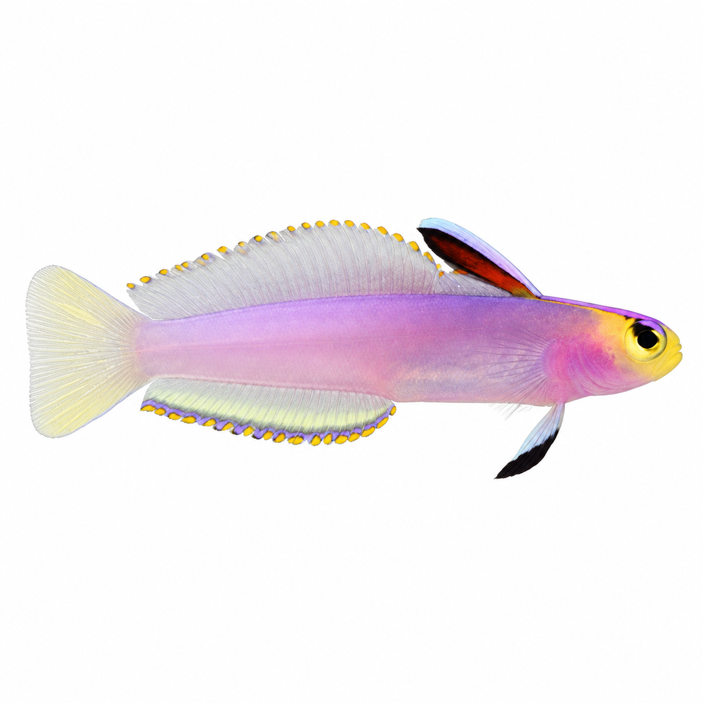 Dartfish