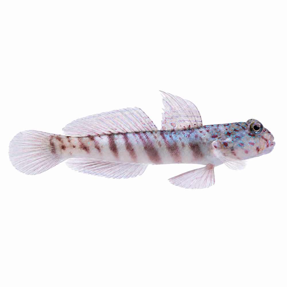 Gobies