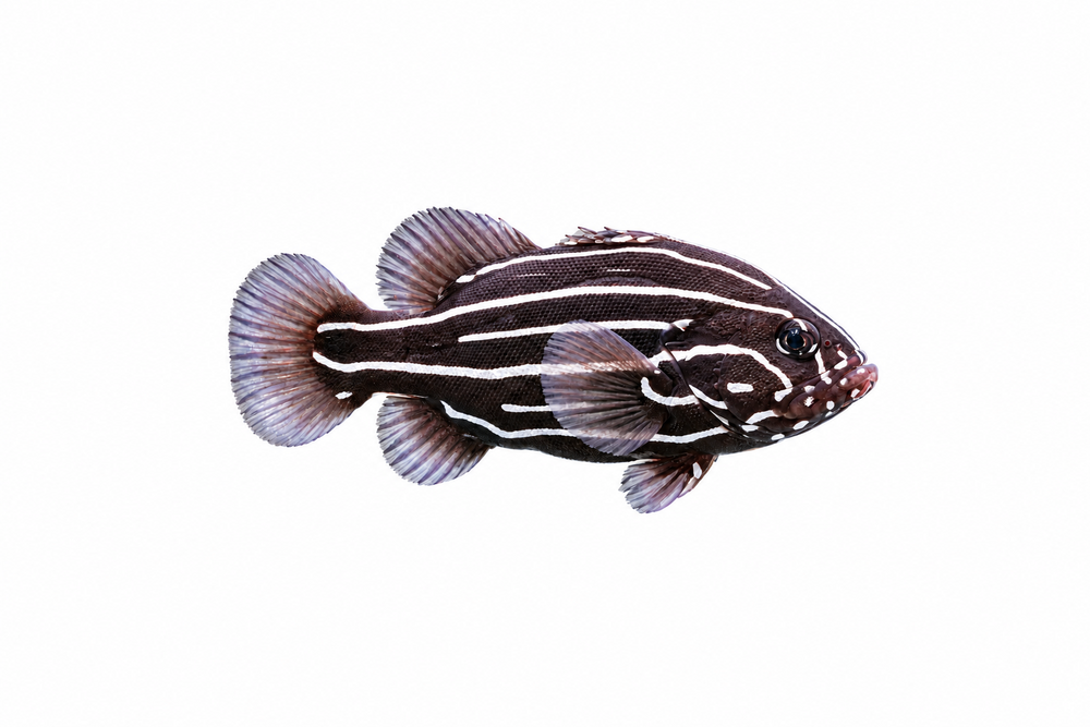 Groupers