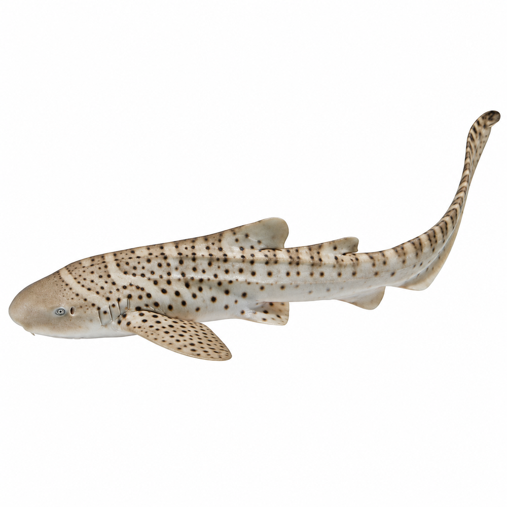 Sharks